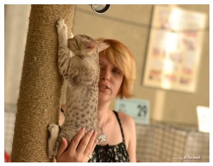 Cats Shows Photo • Выставки кошек - Cats Show • July, 2013 • Kiev - 18