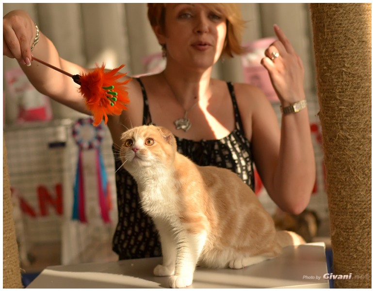 Cats Shows Photo • Выставки кошек - Cats Show • July, 2013 • Kiev - 23