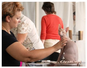 Cats Shows Photo • Выставки кошек - Cats Show • September, 2010 • Донецк - 053