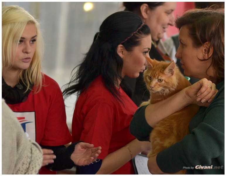 Cats Shows Photo • Выставки кошек - November, 2013 • Кубок Hill's • Донецк - 17