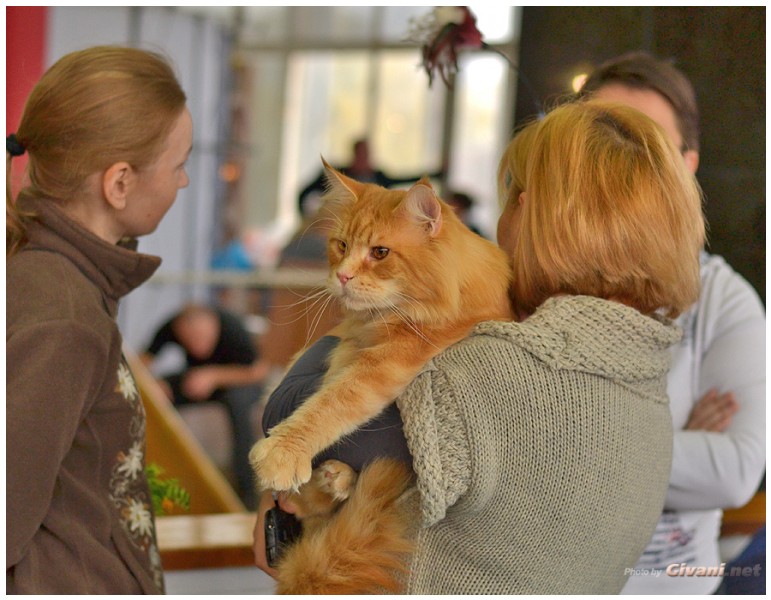 Cats Shows Photo • Выставки кошек - November, 2013 • Кубок Hill's • Донецк - 22