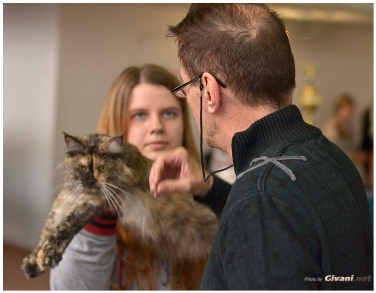 Cats Shows Photo • Выставки кошек - November, 2013 • Кубок Hill's • Донецк - 10