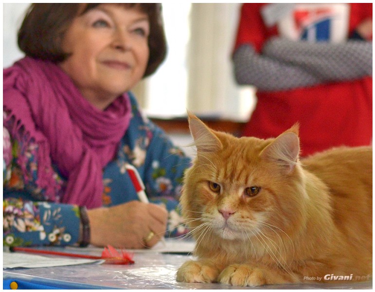 Cats Shows Photo • Выставки кошек - November, 2013 • Кубок Hill's • Донецк - 18