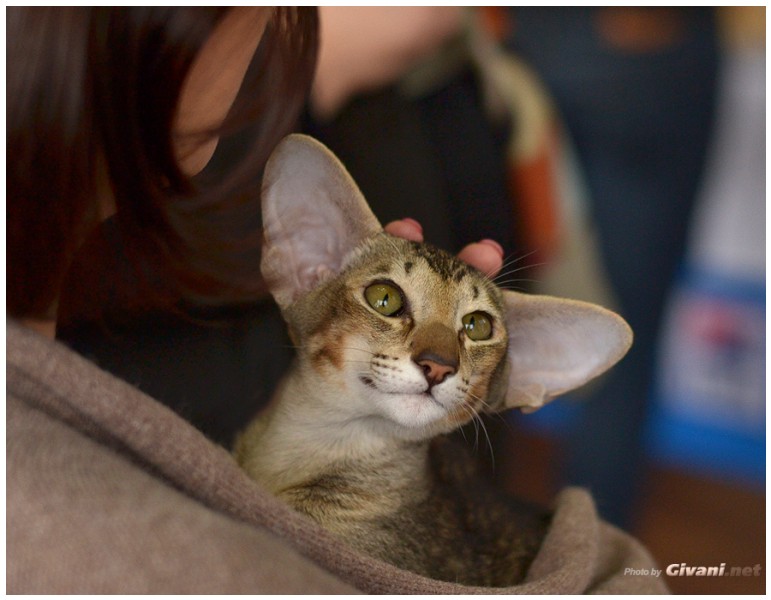 Cats Shows Photo • Выставки кошек - November, 2013 • Кубок Hill's • Донецк - 16