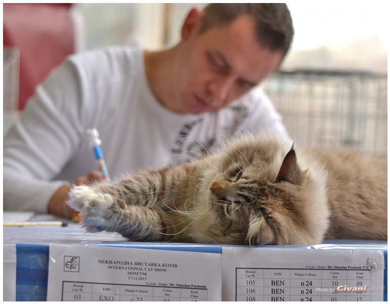 Cats Shows Photo • Выставки кошек - November, 2013 • Кубок Hill's • Донецк - Mr. Sebastian Pruchniak