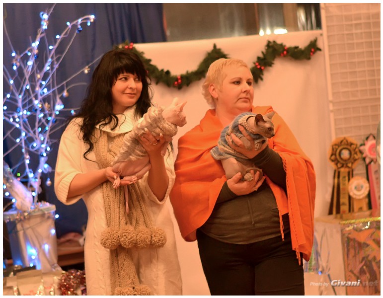 Cats Shows Photo • Выставки кошек - Cats Show • December, 2013 • Донецк - 14