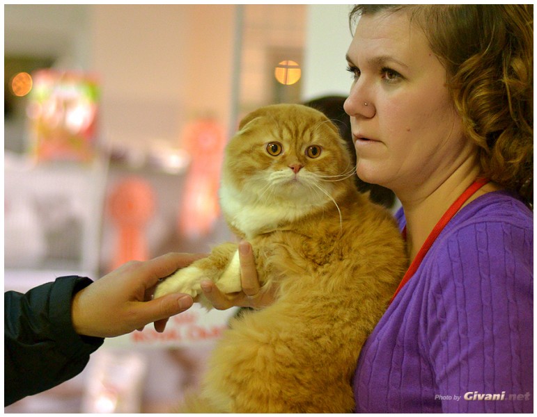 Cats Shows Photo • Выставки кошек - December, 2013 • Чеширский кот • Одесса - 37