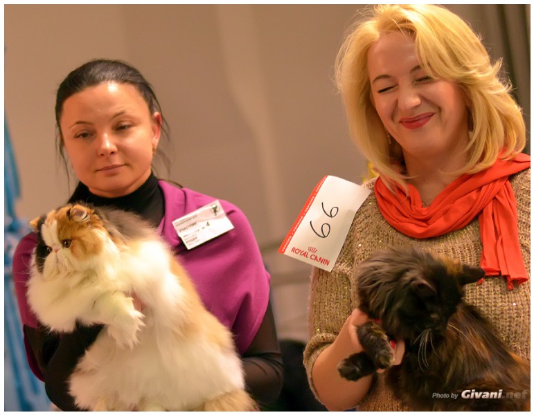 Cats Shows Photo • Выставки кошек - December, 2013 • Чеширский кот • Одесса - 36
