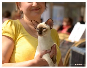Cats Shows Photo • Выставки кошек - Cats Show • April, 2014 • Донецк - 15