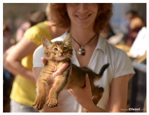 Cats Shows Photo • Выставки кошек - Cats Show • April, 2014 • Донецк - 14