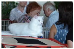 Cats Shows Photo • Выставки кошек - Cats Show • June, 2015 • Донецк - 12