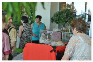 Cats Shows Photo • Выставки кошек - Cats Show • June, 2015 • Донецк - 17