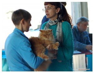 Cats Shows Photo • Выставки кошек - November, 2010 • Кубок Hill's • Донецк - 064