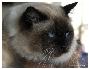 Cats Shows Photo • Выставки кошек - November, 2010 • Кубок Hill's • Донецк - 054