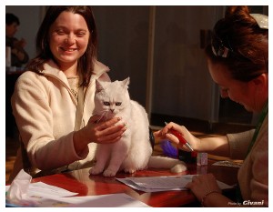 Cats Shows Photo • Выставки кошек - Cats Show • March, 2010 • Донецк - 055