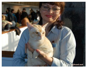 Cats Shows Photo • Выставки кошек - November, 2010 • Кубок Hill's • Донецк - 038