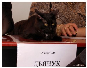 Cats Shows Photo • Выставки кошек - Cats Show • March, 2010 • Донецк - 092
