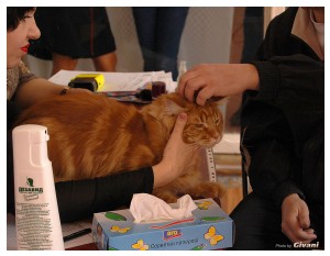 Cats Shows Photo • Выставки кошек - Cats Show • March, 2010 • Донецк - 121