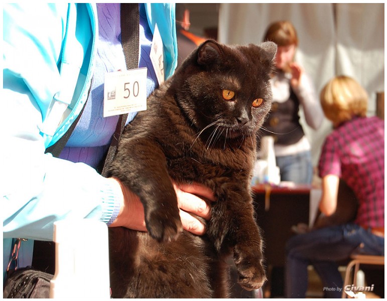 Cats Shows Photo • Выставки кошек - Cats Show • March, 2010 • Донецк - 097