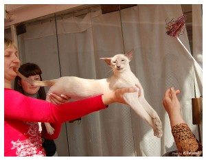 Cats Shows Photo • Выставки кошек - Cats Show • March, 2010 • Донецк - 113