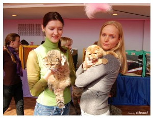 Cats Shows Photo • Выставки кошек - Cats Show • March, 2010 • Донецк - 077