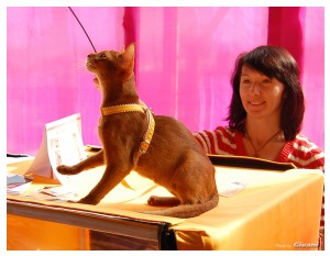 Cats Shows Photo • Выставки кошек - Cats Show • March, 2010 • Донецк - 185