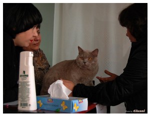 Cats Shows Photo • Выставки кошек - Cats Show • March, 2010 • Донецк - 256
