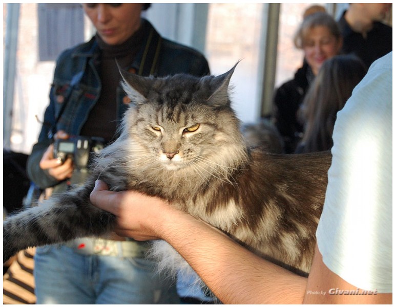 Cats Shows Photo • Выставки кошек - November, 2010 • Кубок Hill's • Донецк - 035