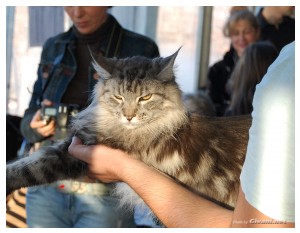 Cats Shows Photo • Выставки кошек - November, 2010 • Кубок Hill's • Донецк - 035