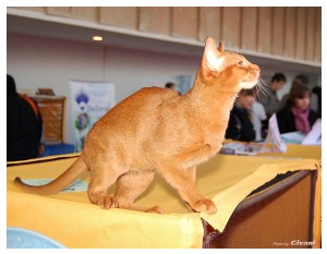 Cats Shows Photo • Выставки кошек - Cats Show • March, 2010 • Донецк - 324