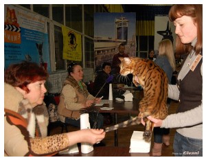 Cats Shows Photo • Выставки кошек - Cats Show • March, 2010 • Донецк - 359