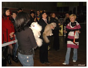 Cats Shows Photo • Выставки кошек - Cats Show • March, 2010 • Донецк - 411