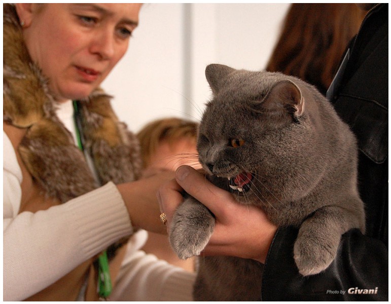 Cats Shows Photo • Выставки кошек - Cats Show • March, 2010 • Донецк - 453