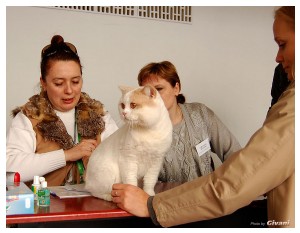Cats Shows Photo • Выставки кошек - Cats Show • March, 2010 • Донецк - 477