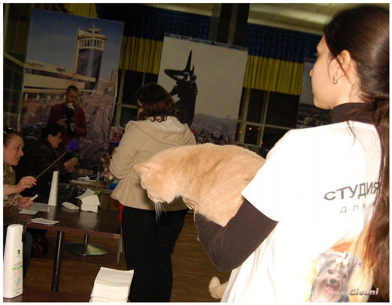 Cats Shows Photo • Выставки кошек - Cats Show • March, 2010 • Донецк - 358