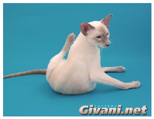 Siamese Cats • Сиамские кошки - Siamese Cats • Сиамские кошки - Лайлак Поинт