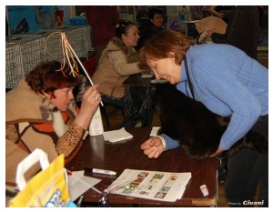 Cats Shows Photo • Выставки кошек - Cats Show • March, 2010 • Донецк - 362