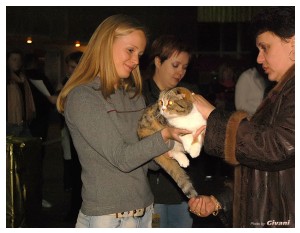 Cats Shows Photo • Выставки кошек - Cats Show • March, 2010 • Донецк - 397