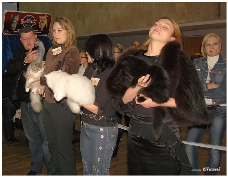Cats Shows Photo • Выставки кошек - Cats Show • March, 2010 • Донецк - 382