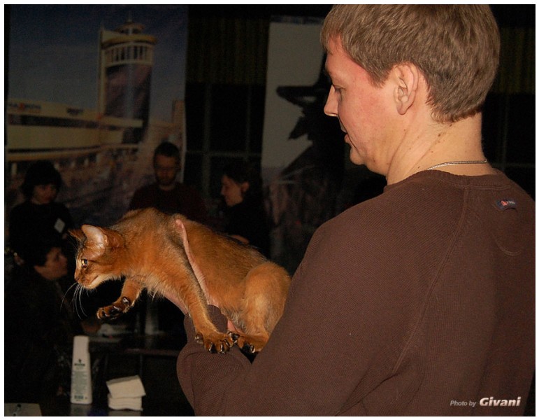 Cats Shows Photo • Выставки кошек - Cats Show • March, 2010 • Донецк - 372