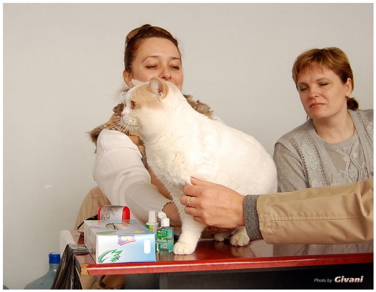 Cats Shows Photo • Выставки кошек - Cats Show • March, 2010 • Донецк - 478