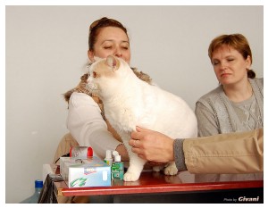 Cats Shows Photo • Выставки кошек - Cats Show • March, 2010 • Донецк - 478