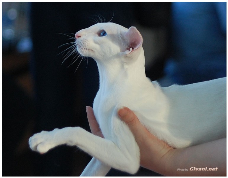 Cats Shows Photo • Выставки кошек - November, 2010 • Кубок Hill's • Донецк - 080