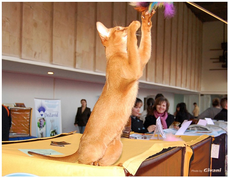 Cats Shows Photo • Выставки кошек - Cats Show • March, 2010 • Донецк - 329