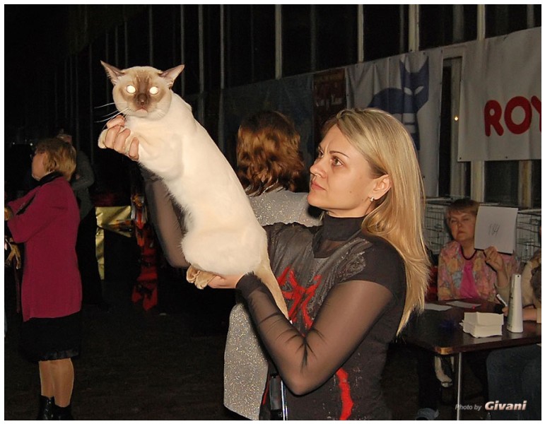 Cats Shows Photo • Выставки кошек - Cats Show • March, 2010 • Донецк - 404