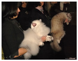 Cats Shows Photo • Выставки кошек - Cats Show • March, 2010 • Донецк - 407