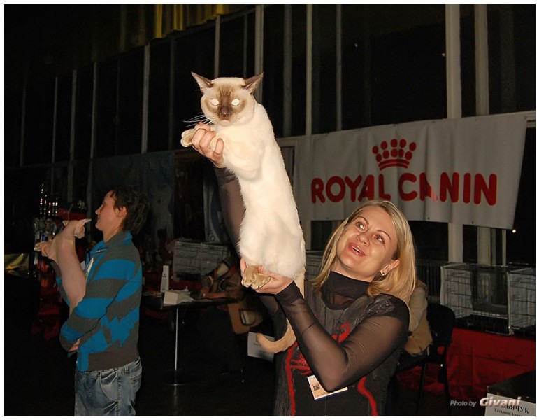 Cats Shows Photo • Выставки кошек - Cats Show • March, 2010 • Донецк - 401