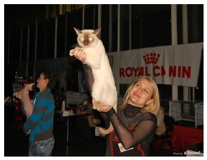 Cats Shows Photo • Выставки кошек - Cats Show • March, 2010 • Донецк - 401