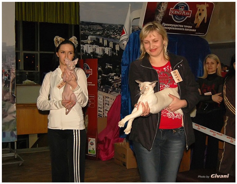 Cats Shows Photo • Выставки кошек - Cats Show • March, 2010 • Донецк - 383