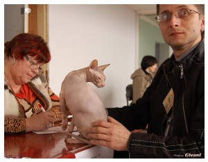 Cats Shows Photo • Выставки кошек - Cats Show • March, 2010 • Донецк - 618